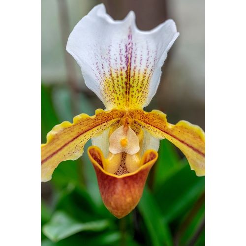 Venus Slipper Orchid